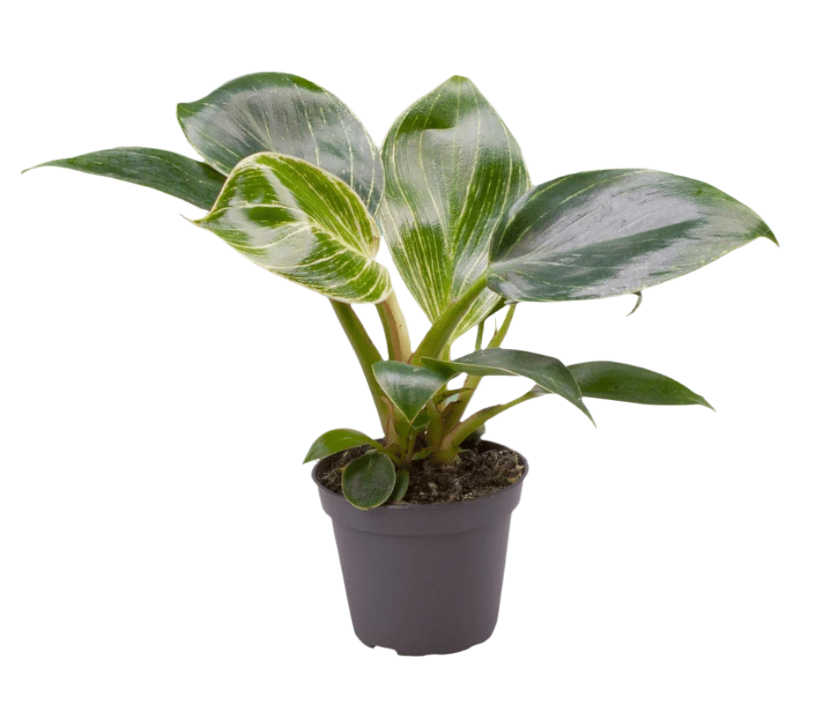 Healthy Philodendron Birkin Baby. A perfect philodendron birkin baby for your indoor houseplant collection.