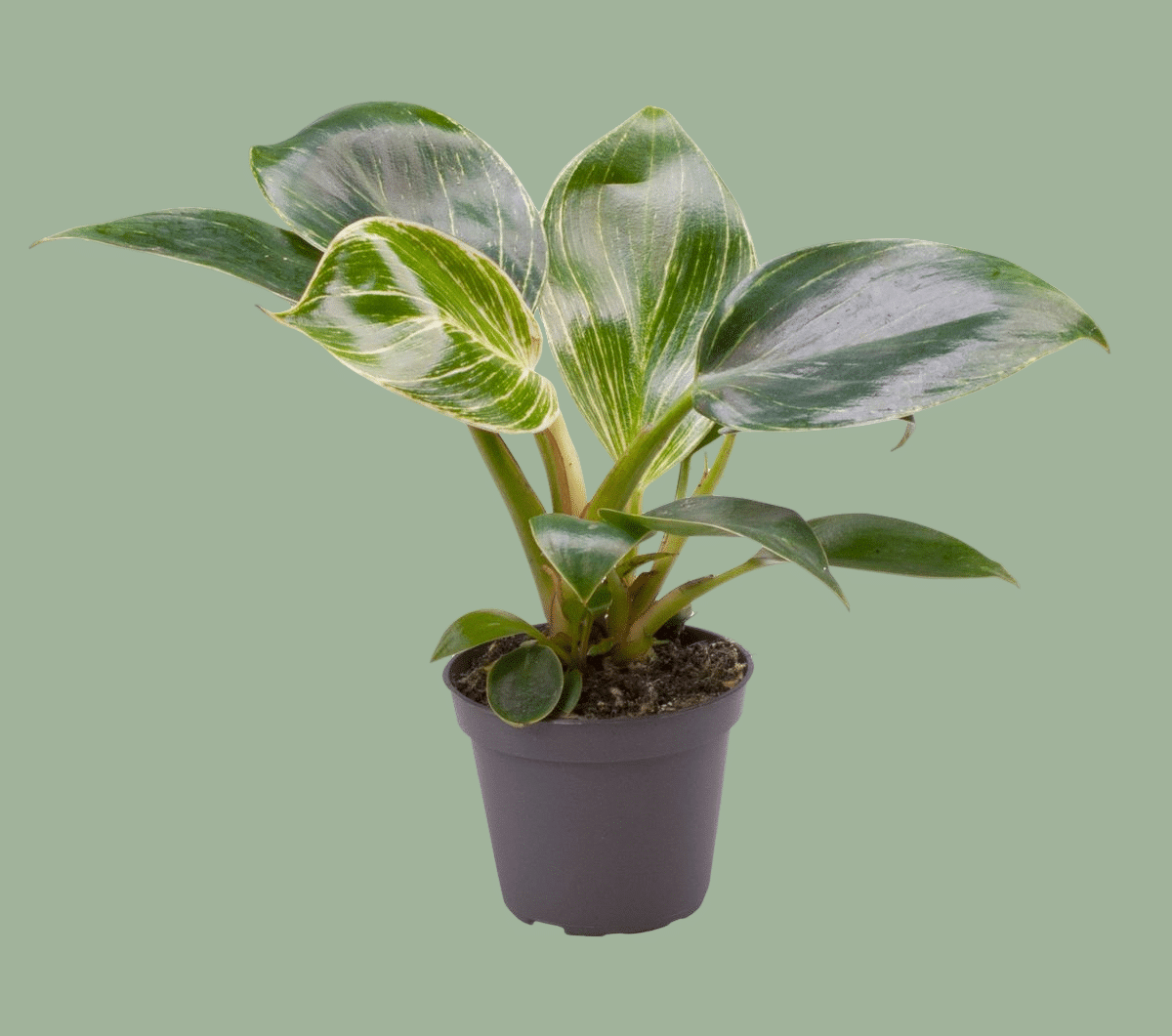 philodendron birkin baby