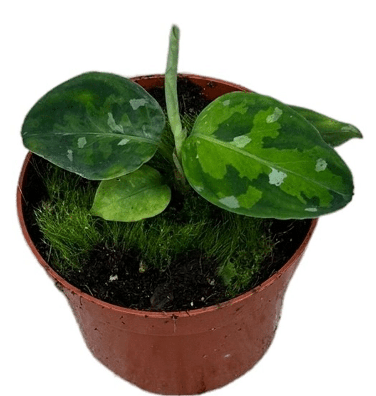Aglaonema Pictum Tricolor Baby – Baby, Approx. 10.0cm height – 6.0cm Pot 2