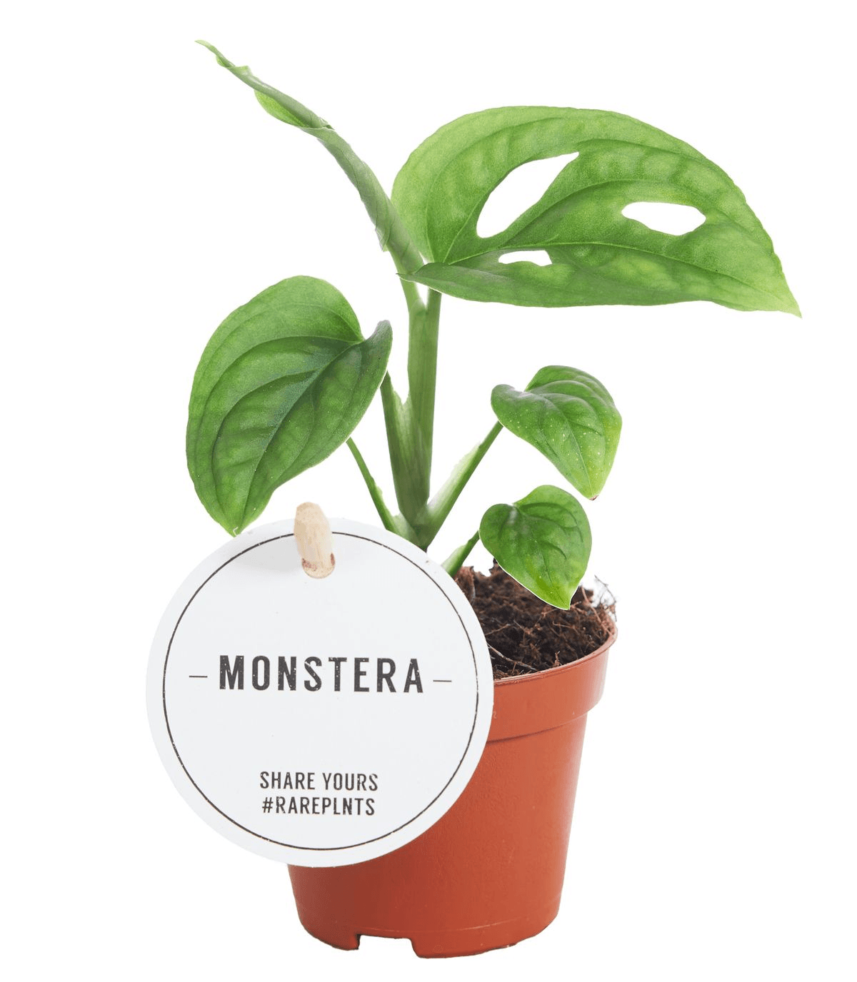 monstera skeleton plant Rare and unique, the Monstera Esqueleto Baby from Plant Circle is a show-stopping addition to any indoor plant collection. Experience the beauty of the rainforest at home!