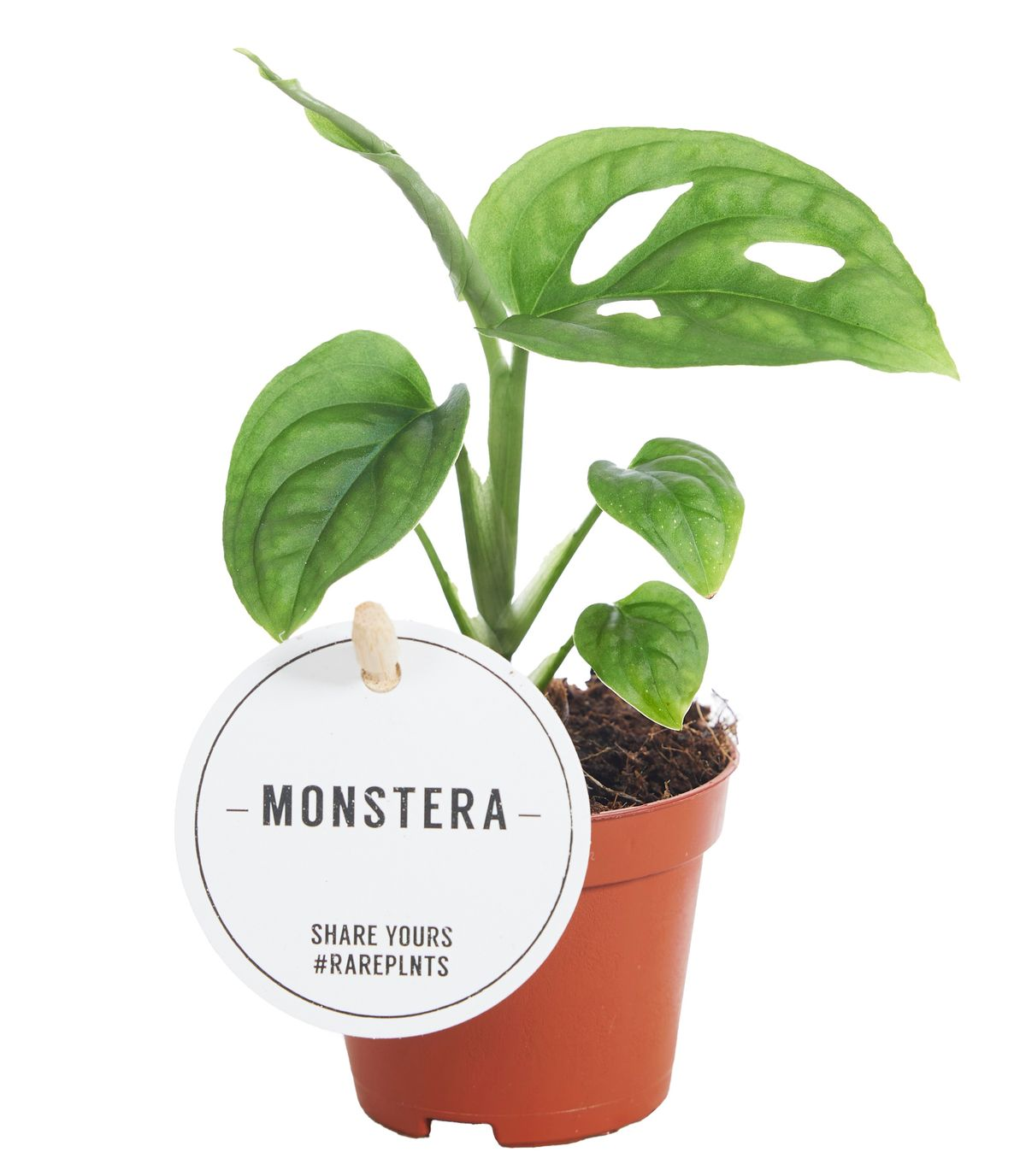 Monstera Esqueleto Baby