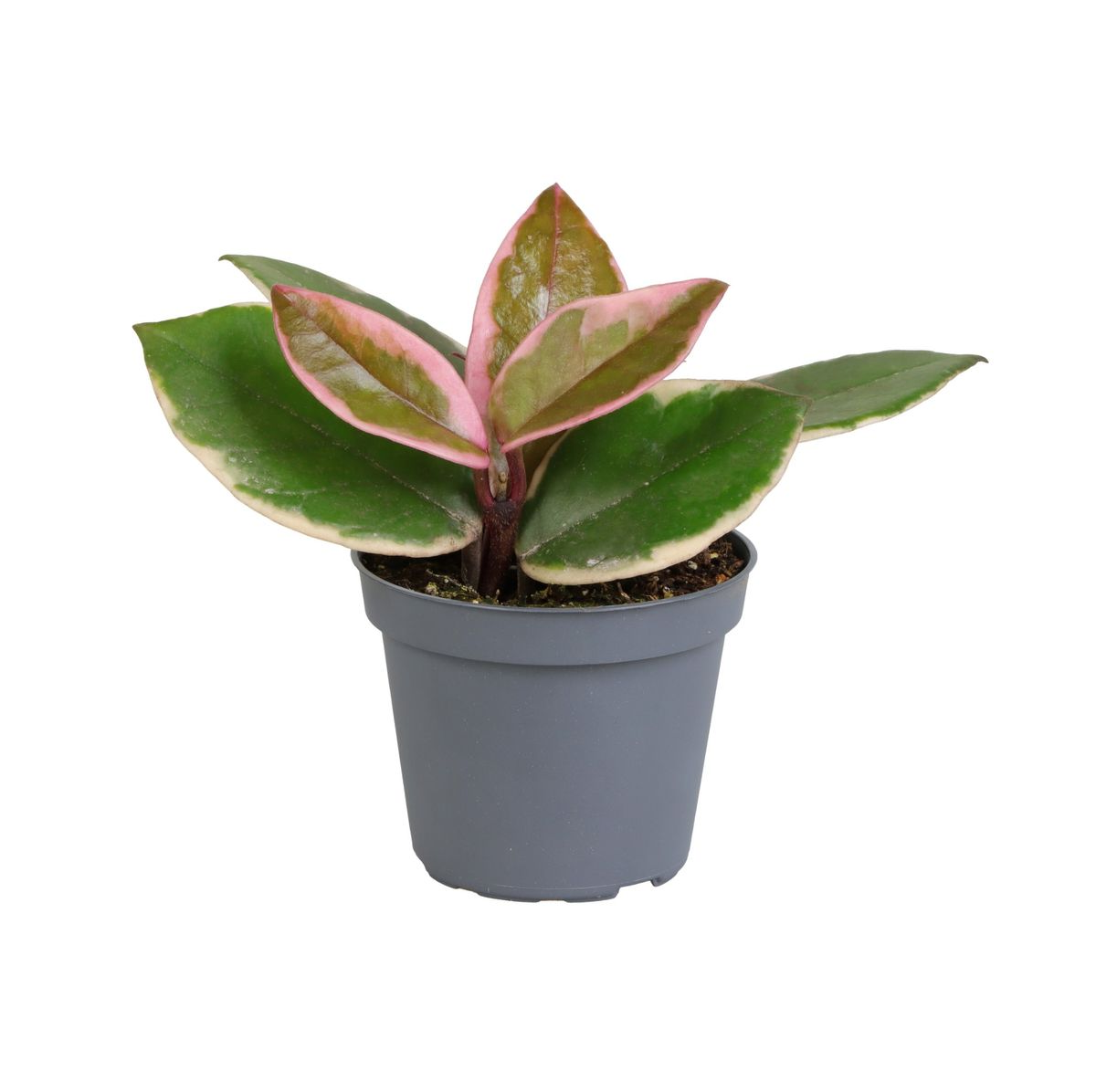 Hoya Flamingo Dream Hoya Flamingo Dream MM-LUN239