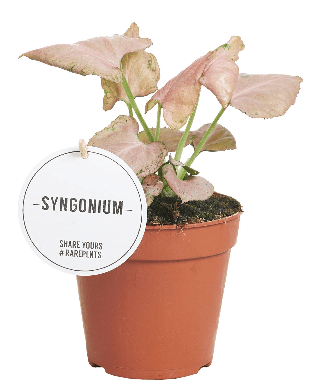 Syngonium Strawberry – Medium, Approx. 25.0cm height – 12.0cm Pot 2