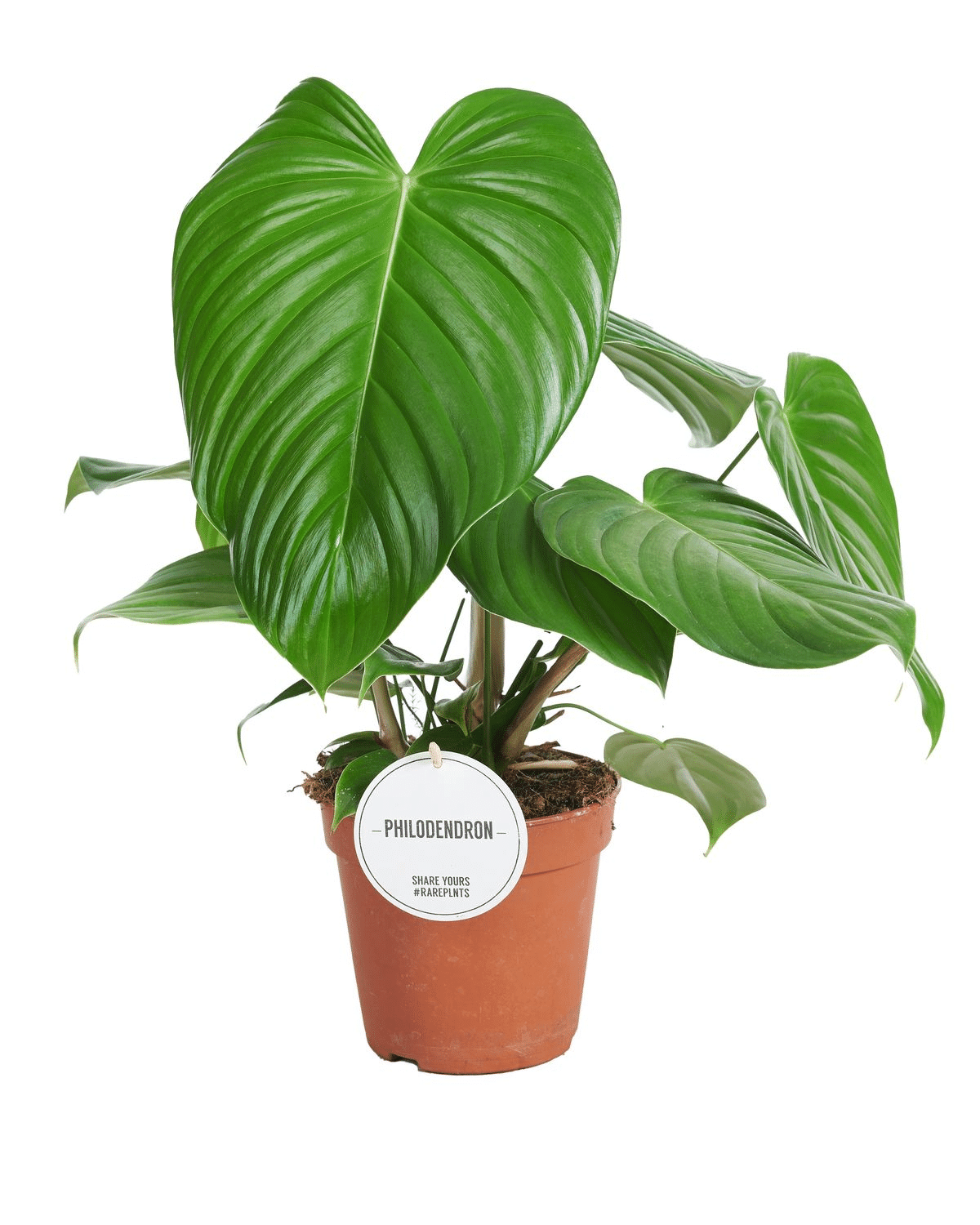 Philodendron Grandipes – Medium, Approx. 50.0cm height – 15.0cm Pot 2
