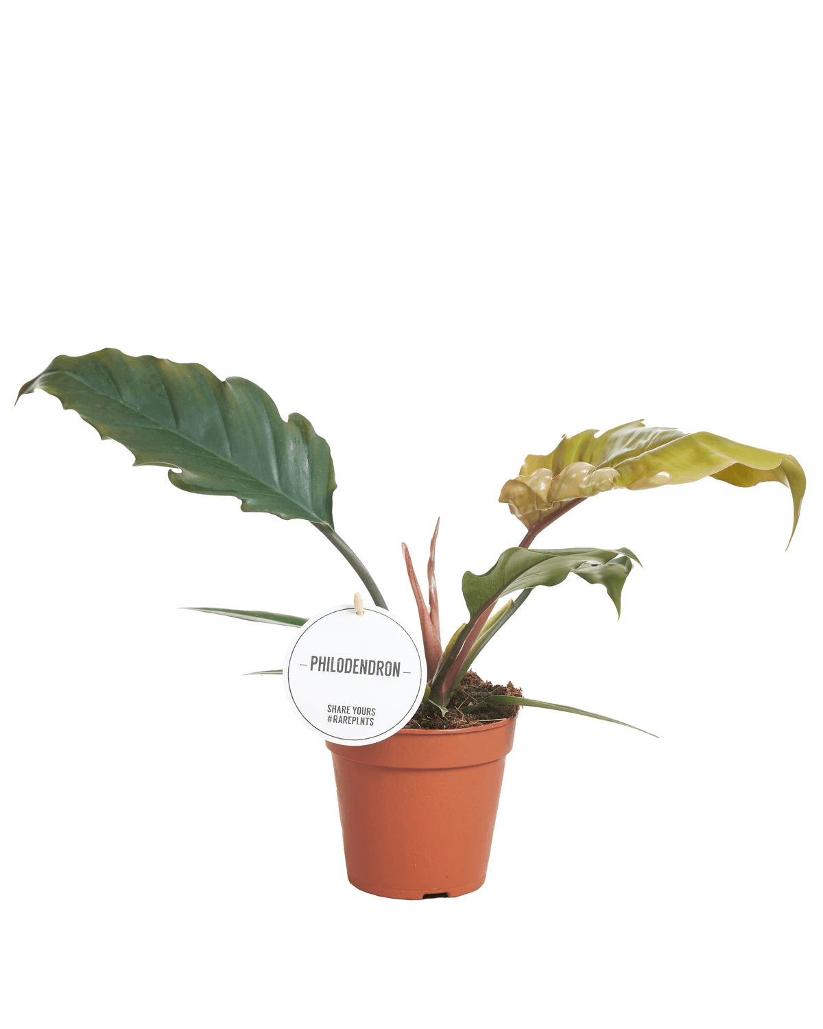 Philodendron Caramel aka 'Caramel Pluto' – Medium, Approx. 25.0cm height – 12.0cm Pot 4
