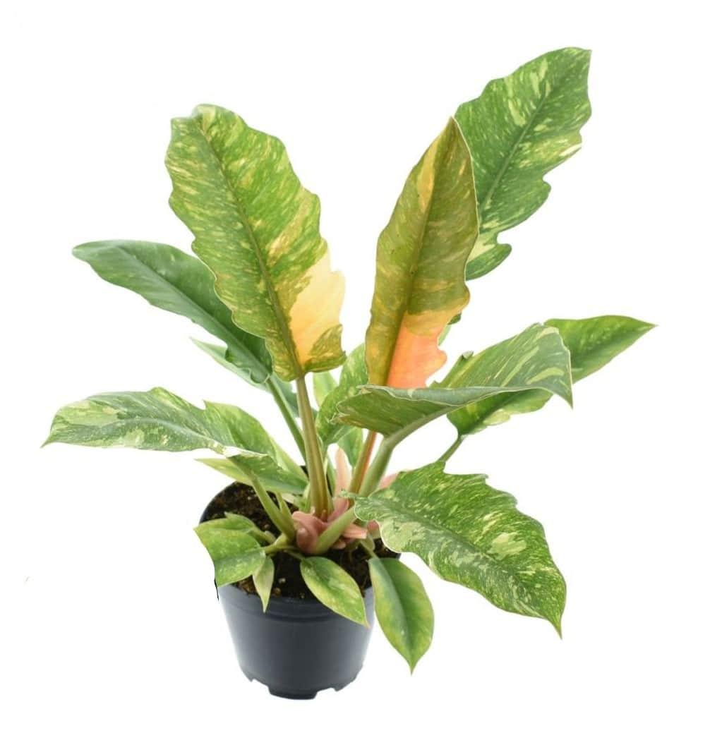 Philodendron Narrow 'Ring of Fire' M 2