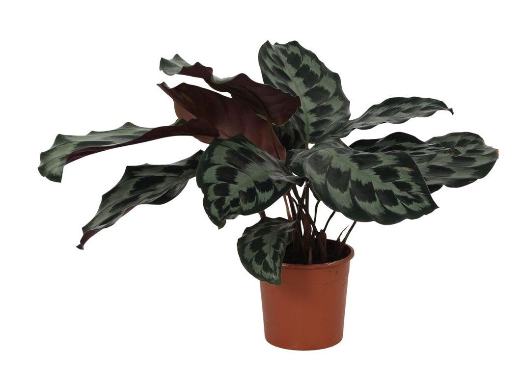 Calathea Kennedy von Plant Circle – Mittelgroß, ca. 40,0 cm hoch von Plant Circle – 14,0 cm Topf