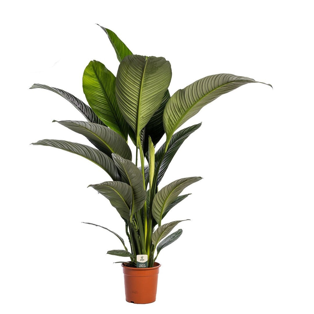 xl peace lily Spathiphyllum 'Sensation' XL aka Peace Lily