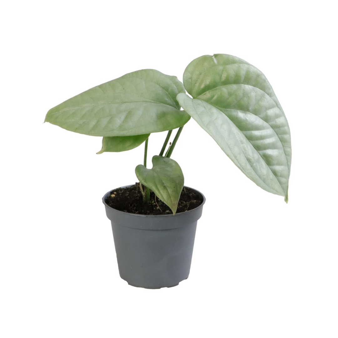 Amydrium Medium Silver Baby by Plant Circle – Baby, Approx. 13.0cm height by Plant Circle – 6.0cm Pot
