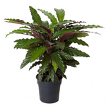 Calathea Wavestar -  Ammerlaan The Green Innovator.