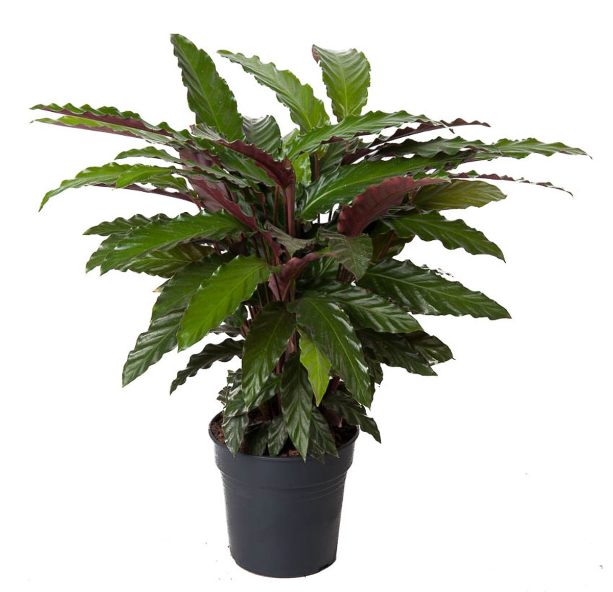 Calathea Wavestar -  Ammerlaan The Green Innovator.