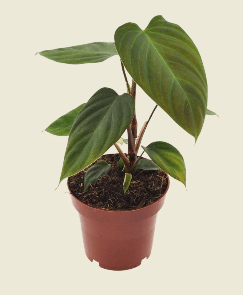 Philodendron Fuzzy Petiole – Medium, Approx. 25.0cm height – 12.0cm Pot 2