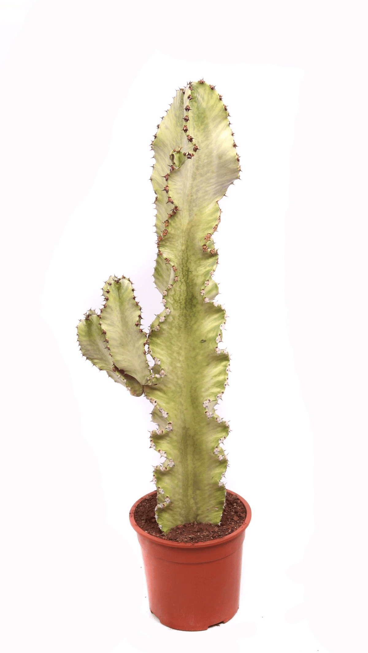 Euphorbia abyssinica var. erythraeae ‘Variegata’ L – Large, Approx. 90.0cm height – 21.0cm Pot 2