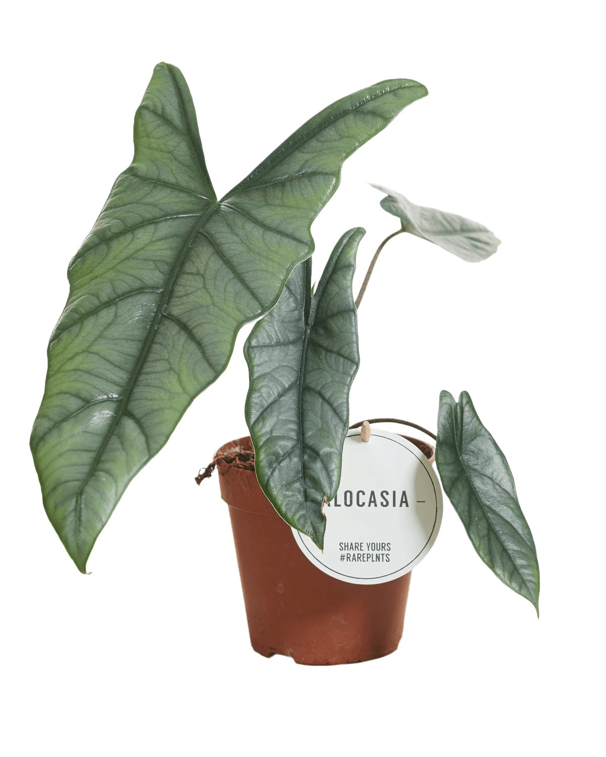 Alocasia Heterophylla 'Dragon's Breath' – Medium, Approx. 25.0cm height – 12.0cm Pot 3