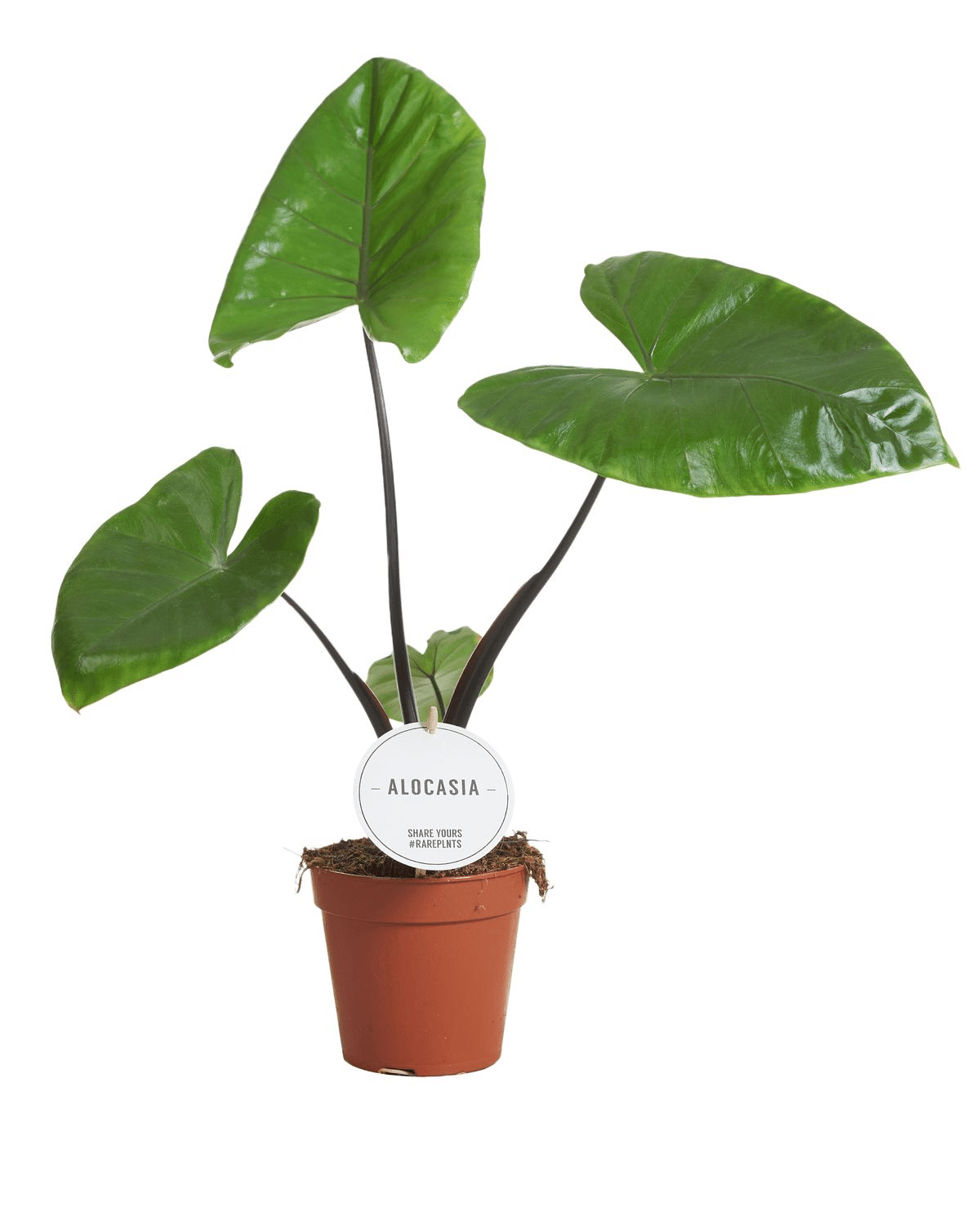 Alocasia Macrorrhiza ‘Black Stem' – Medium, Approx. 20.0cm height – 12.0cm Pot 2