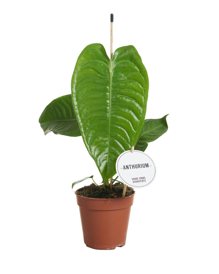 Anthurium Veitchii (King Anthurium) 