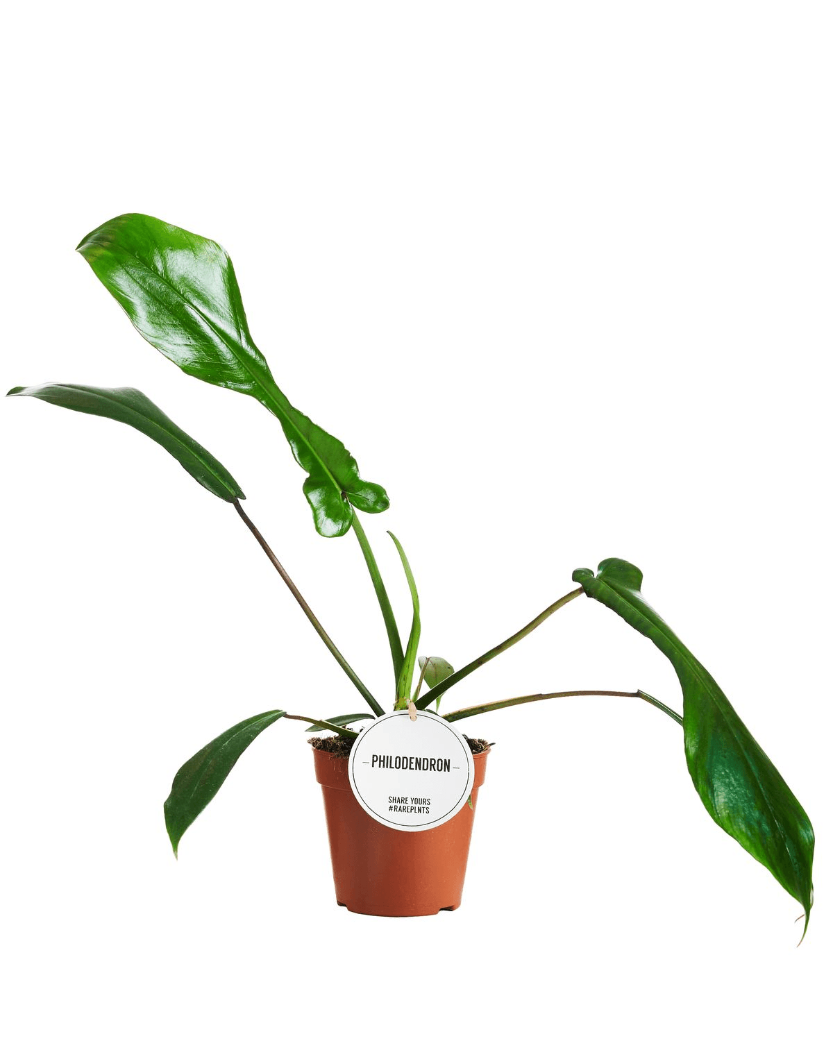Healthy Philodendron Joepii M by Plant Circle. A perfect philodendron joepii m by plant circle for your indoor houseplant collection.