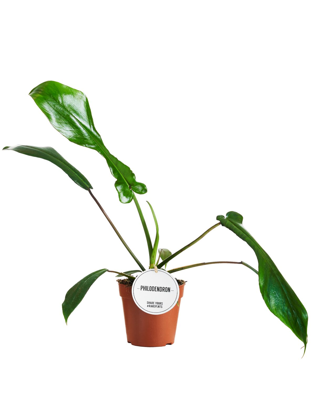 Philodendron Joepii M