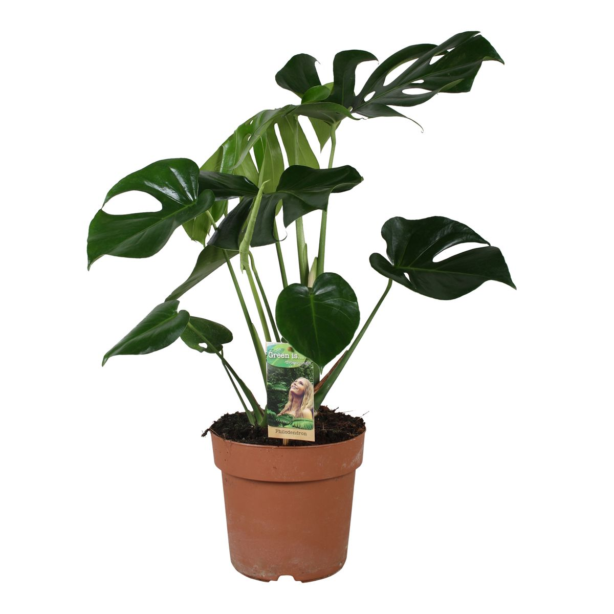 monstera deliciosa round Monstera Deliciosa by Plant Circle – XL