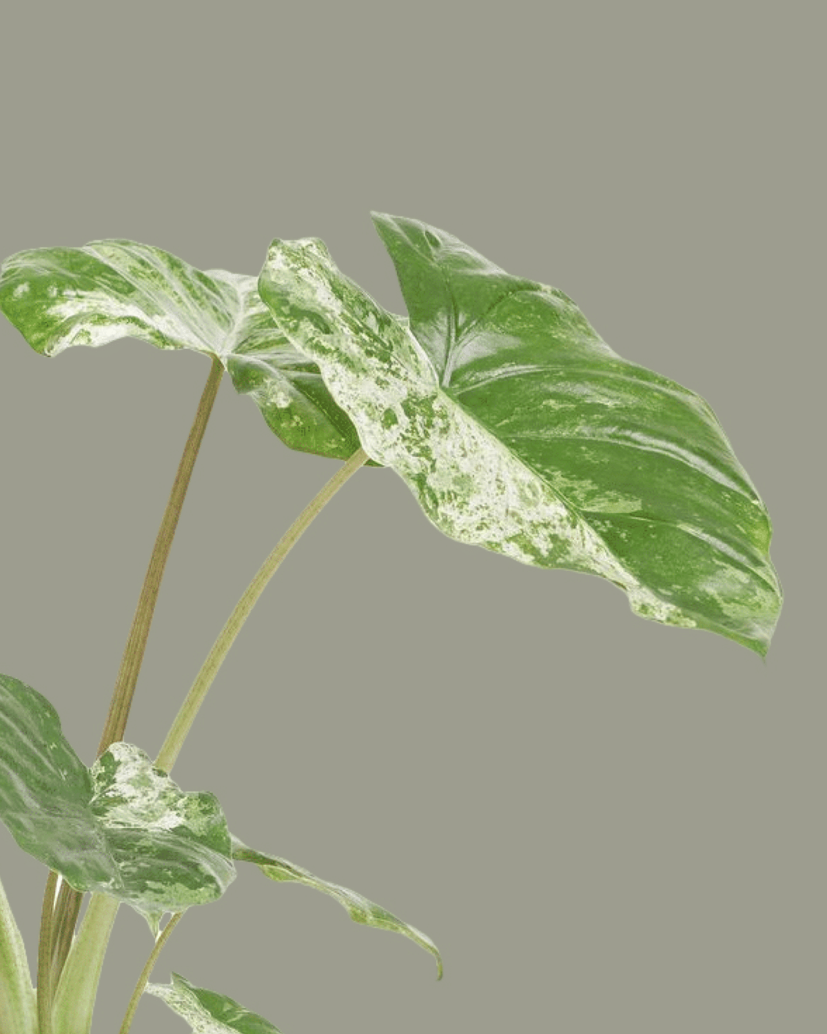 ALOCASIA MACRORRHIZA SPLASH