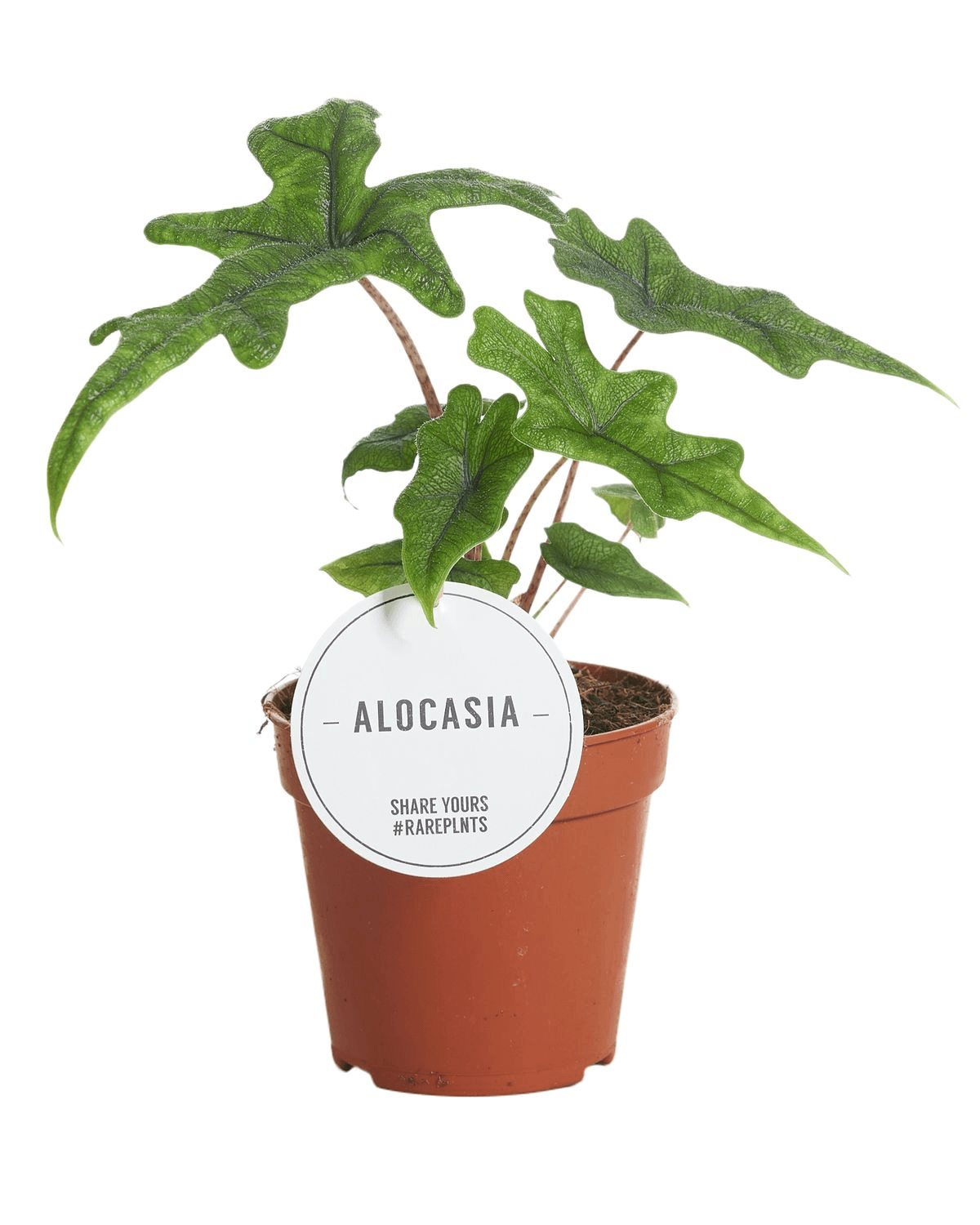 Alocasia Jacklyn M – Medium, Approx. 25.0cm height – 12.0cm Pot 4