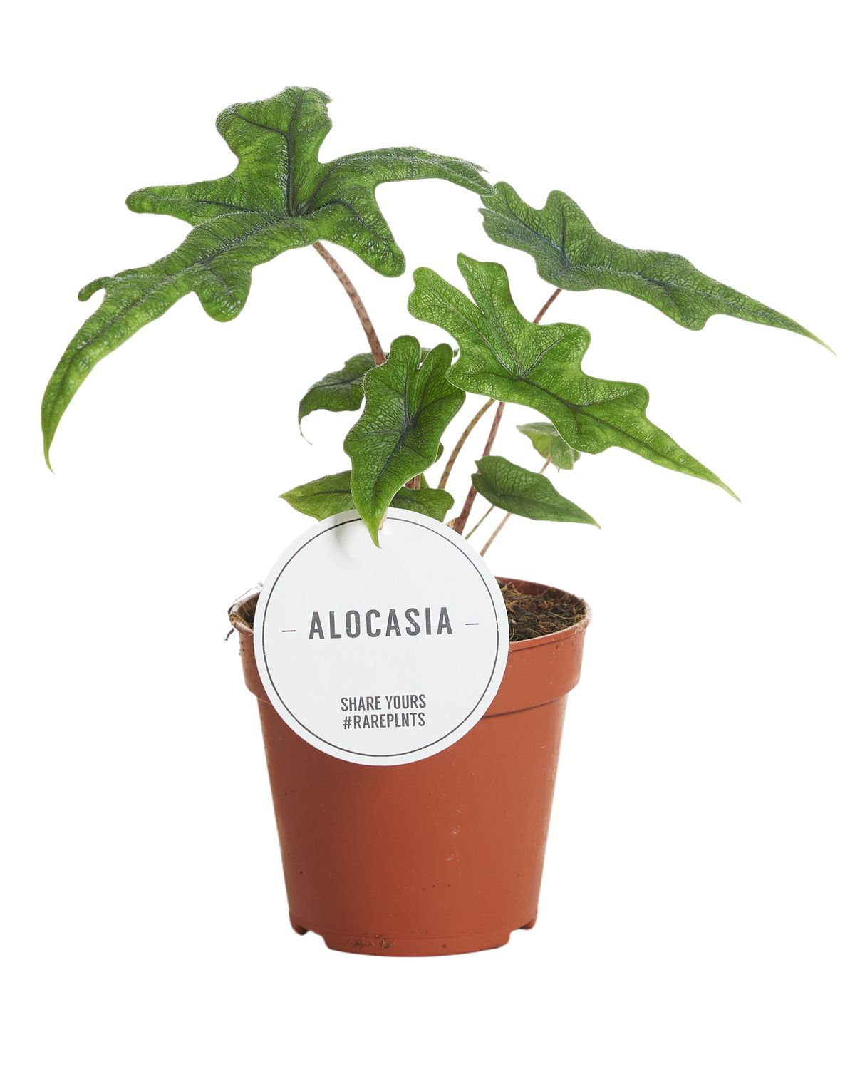 Alocasia Jacklyn M