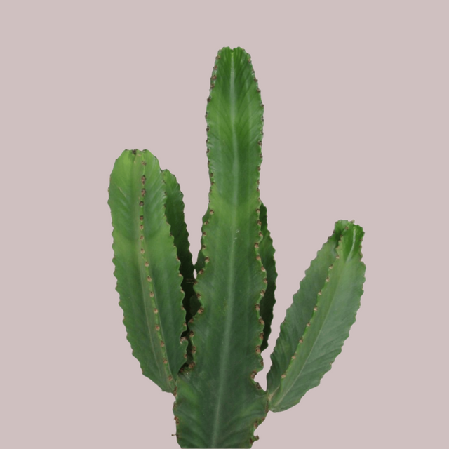 Euphorbia ingens Canarias 2