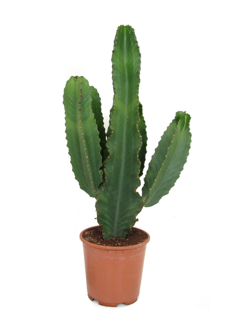 Euphorbia ingens Canarias XL – 24cm Pot | Approx. 85cm Tall | Architectural Desert Beauty