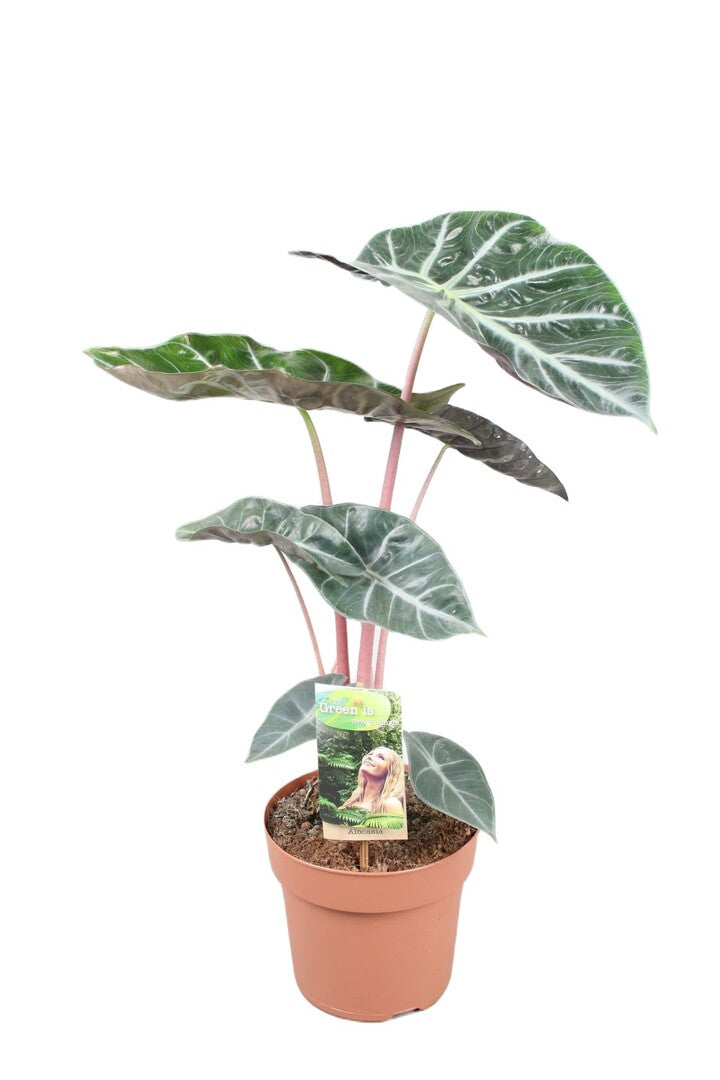 Alocasia Pink Dragon L by Plant Circle -  Plant Circle.