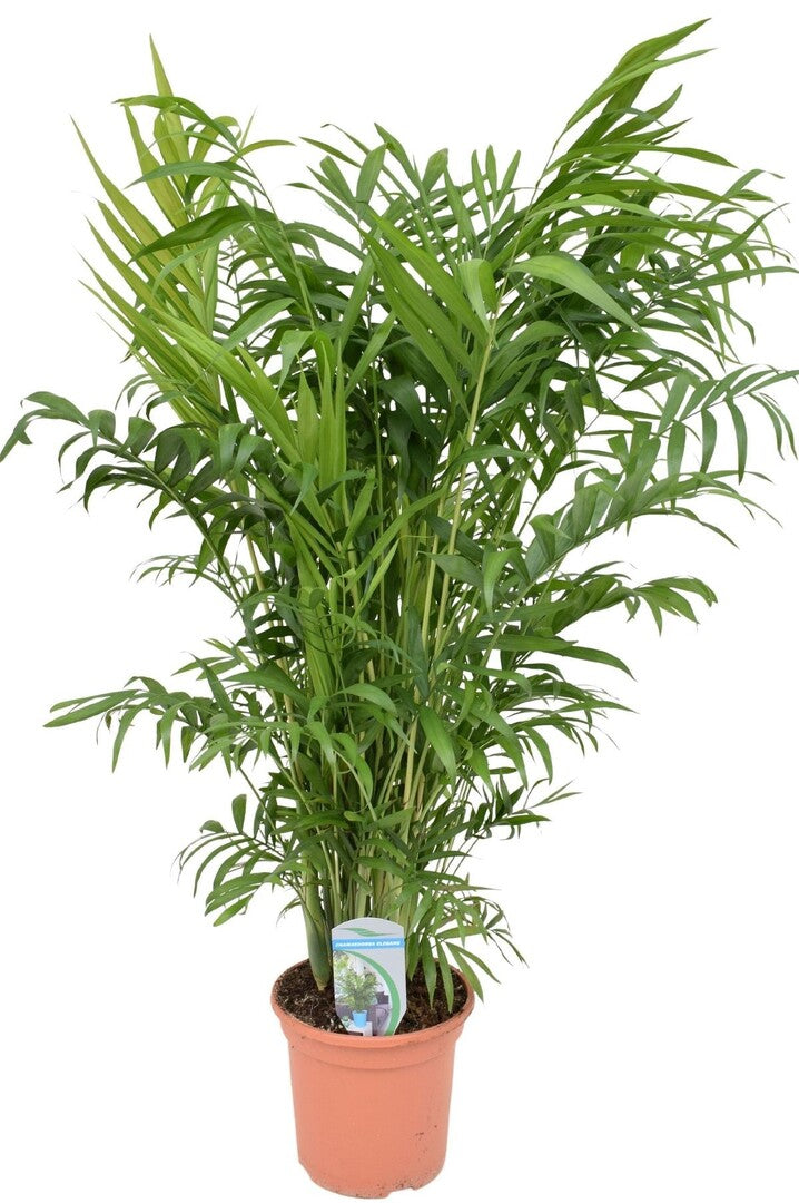 Chamaedorea elegans XL (Parlour Palm)