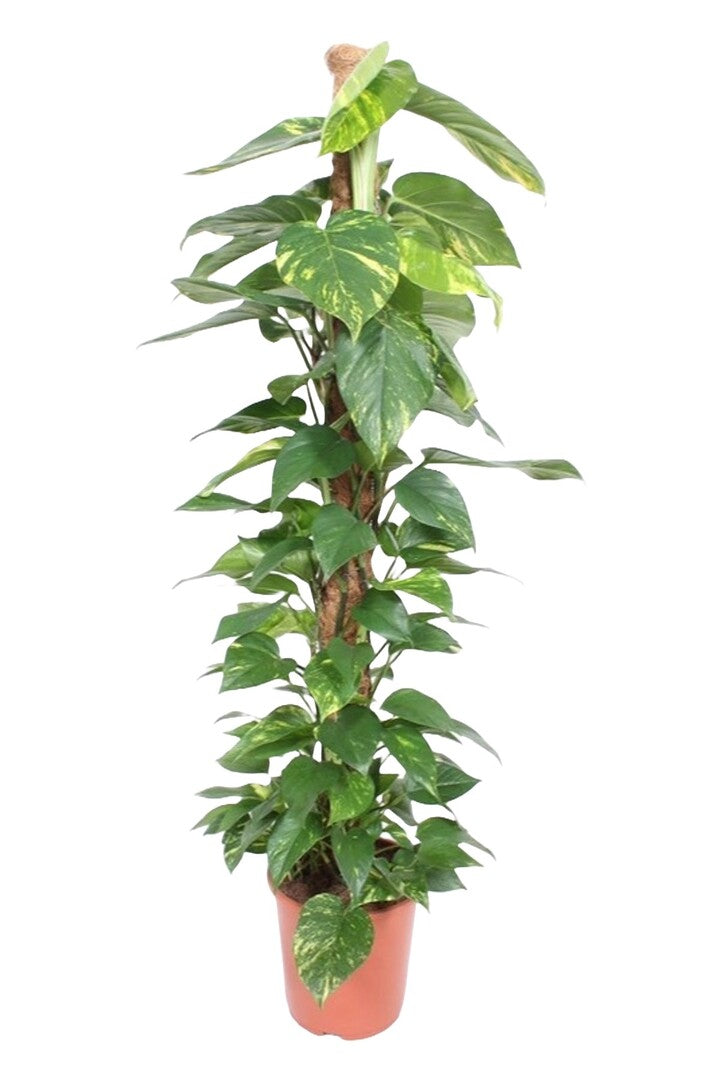 Epipremnum 'aureum' XL