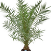 Phoenix canariensis (Canary Island Date Palm)