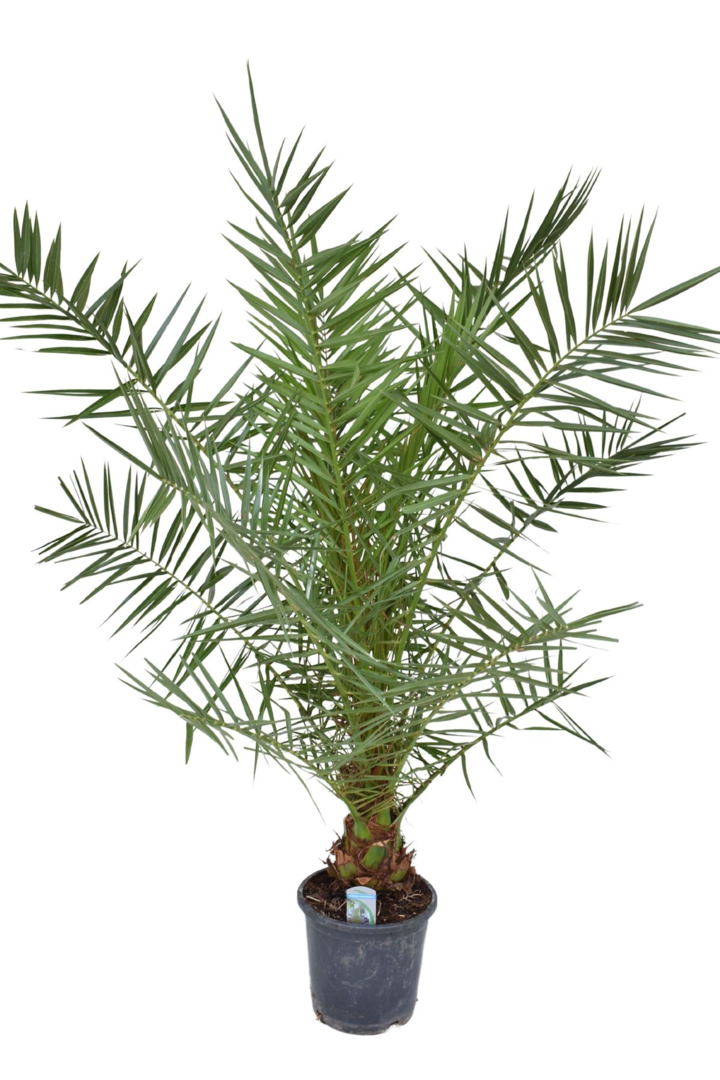 Phoenix canariensis (Canary Island Date Palm)