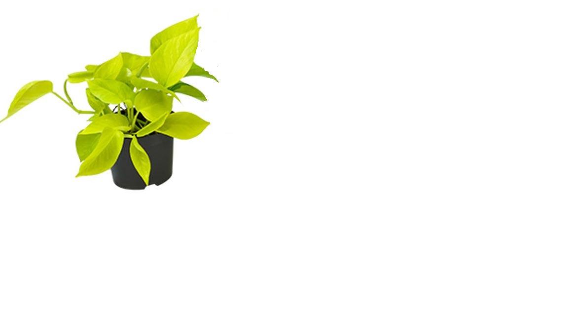 Healthy Epipremnum Aureum 'Neon Pothos' S – Small, Approx. 20.0cm height – 10.0cm Pot. A perfect epipremnum aureum 'neon pothos' s – small, approx. 20.0cm height – 10.0cm pot for your indoor houseplant collection.
