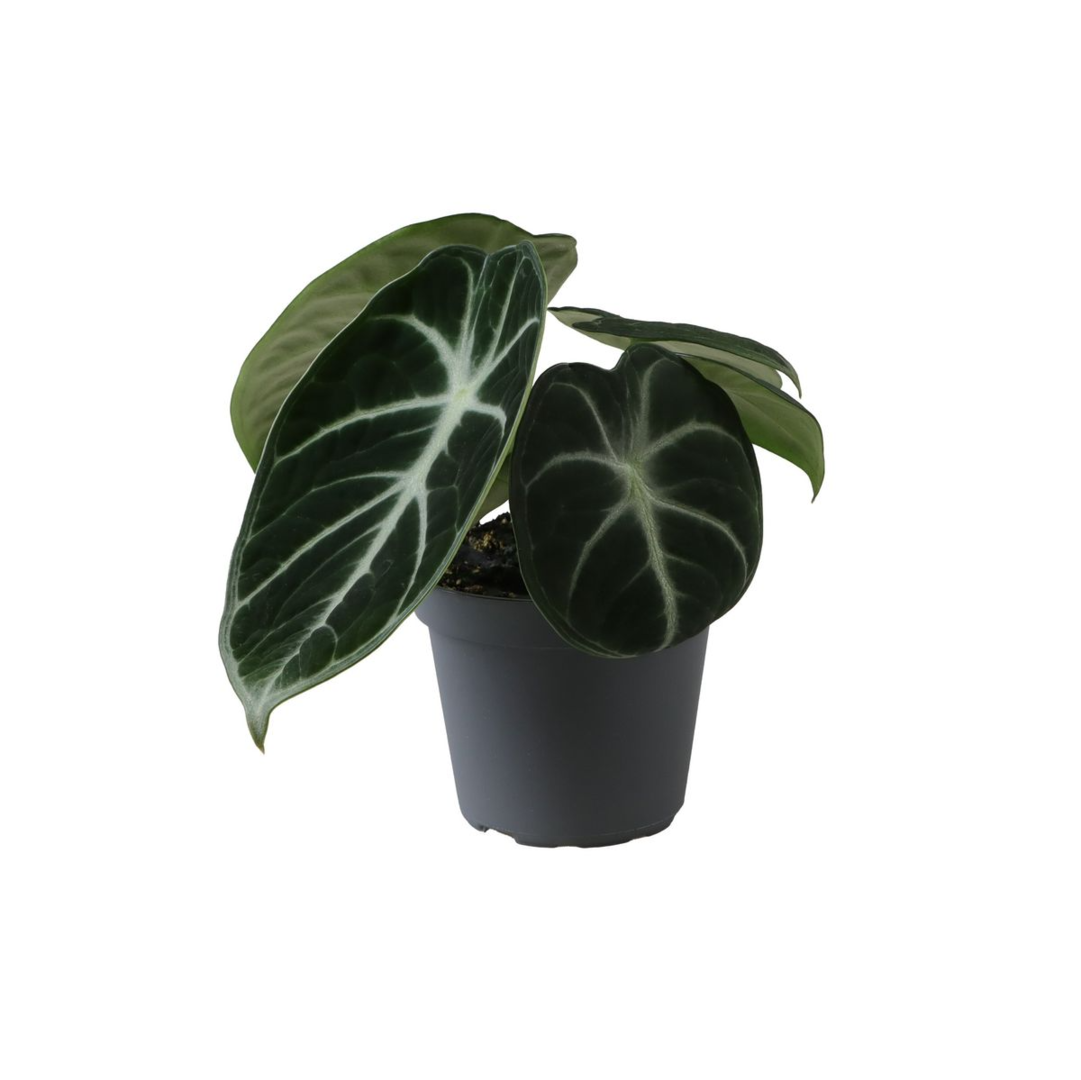 Alocasia reginula 'Ninja' Baby