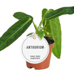healthy Anthurium Warocqueanum Baby plant on a white background in an orange nursery pot