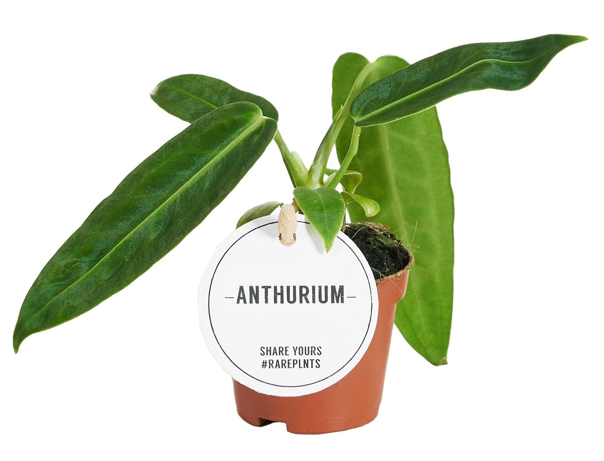 philodendron warocqueanum Anthurium Warocqueanum Baby