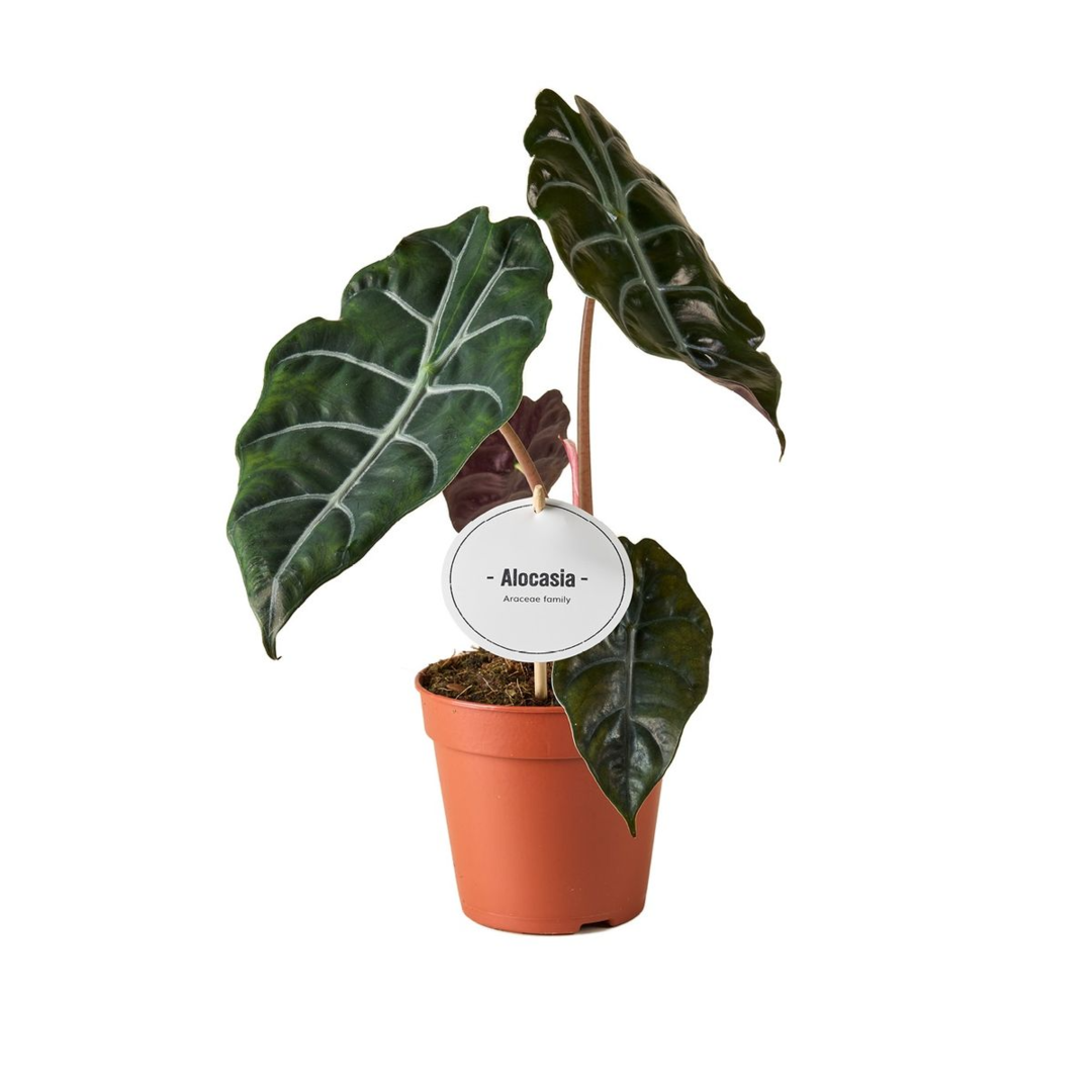 Alocasia Chantrieri Medium