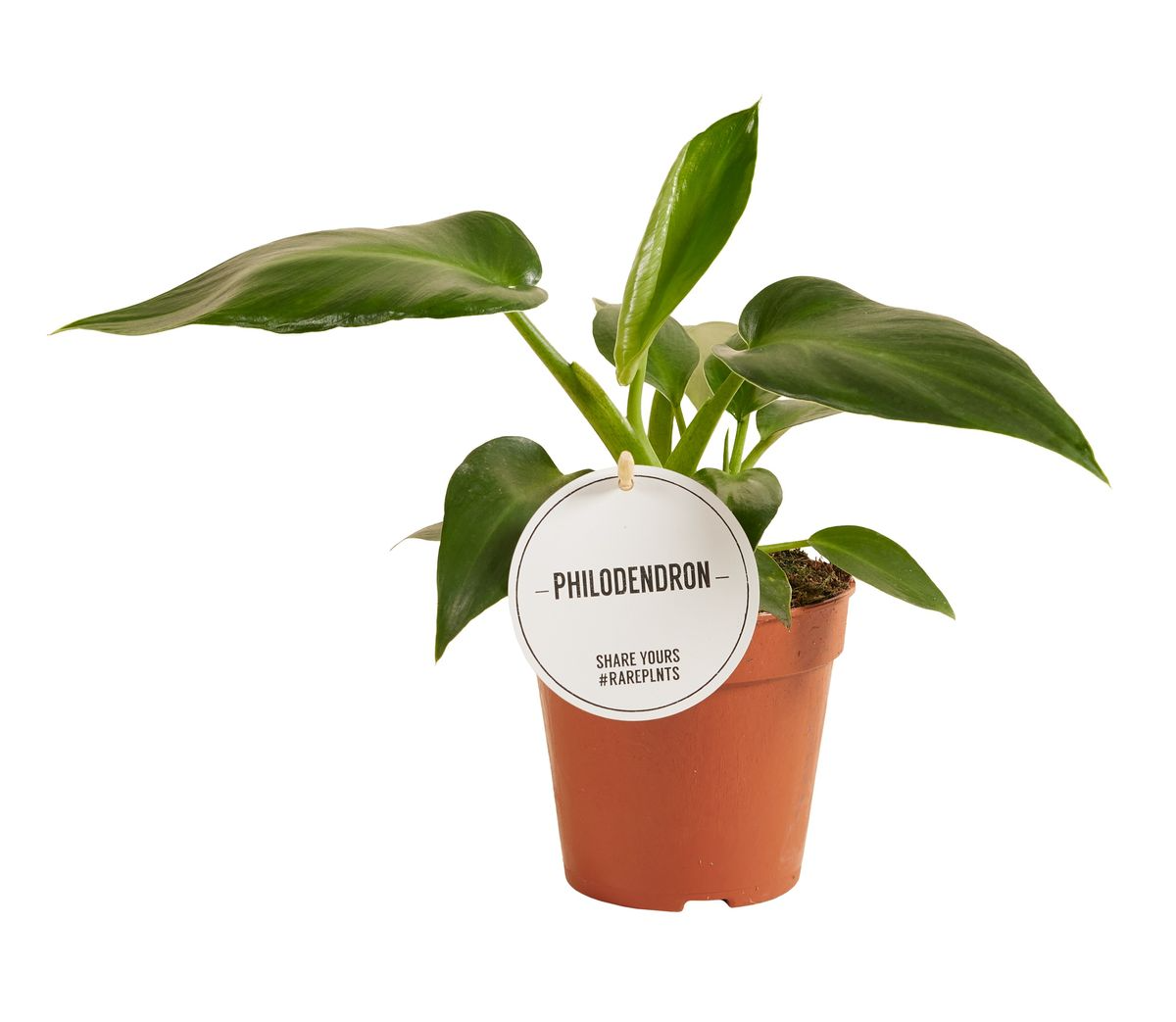 philodendron rugosum for sale Philodendron Rugosum Aberrant Form (Pigskin Philodendron) Medium