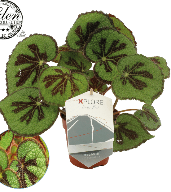 Begonia Masoniana Rock M 2