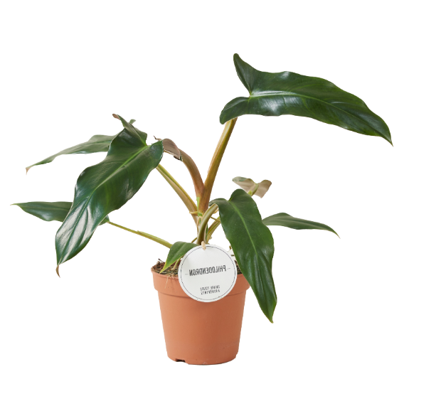 Philodendron Mexicanum Medium -  Plant Circle.