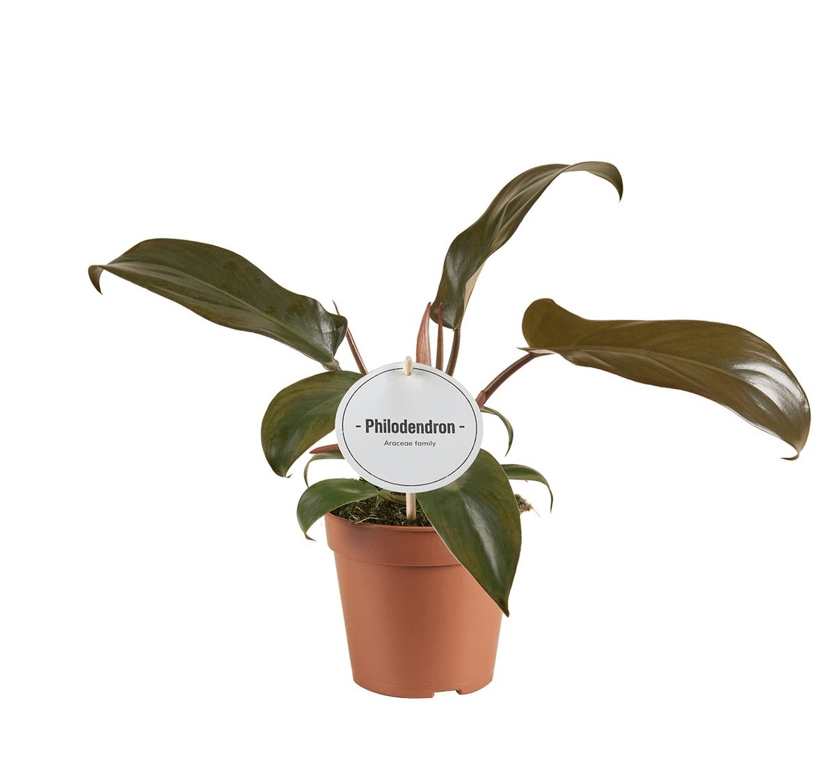 Philodendron Florida Bronze medium plant in nursery pot with ID tag, showing mature leaf shape.
