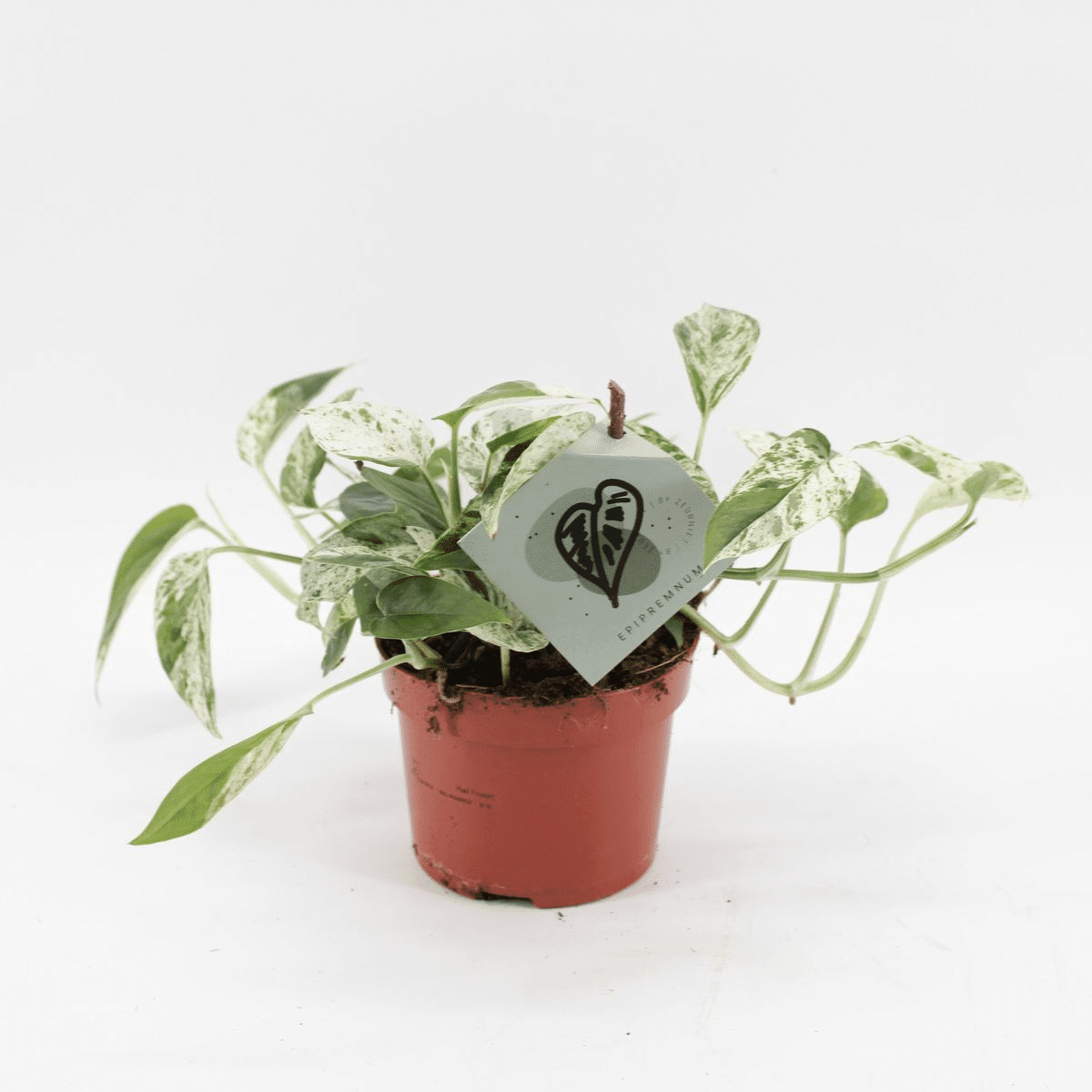 Healthy Epipremnum Pinnatum Variegata 'Marble' M. A perfect epipremnum pinnatum variegata 'marble' m for your indoor houseplant collection.