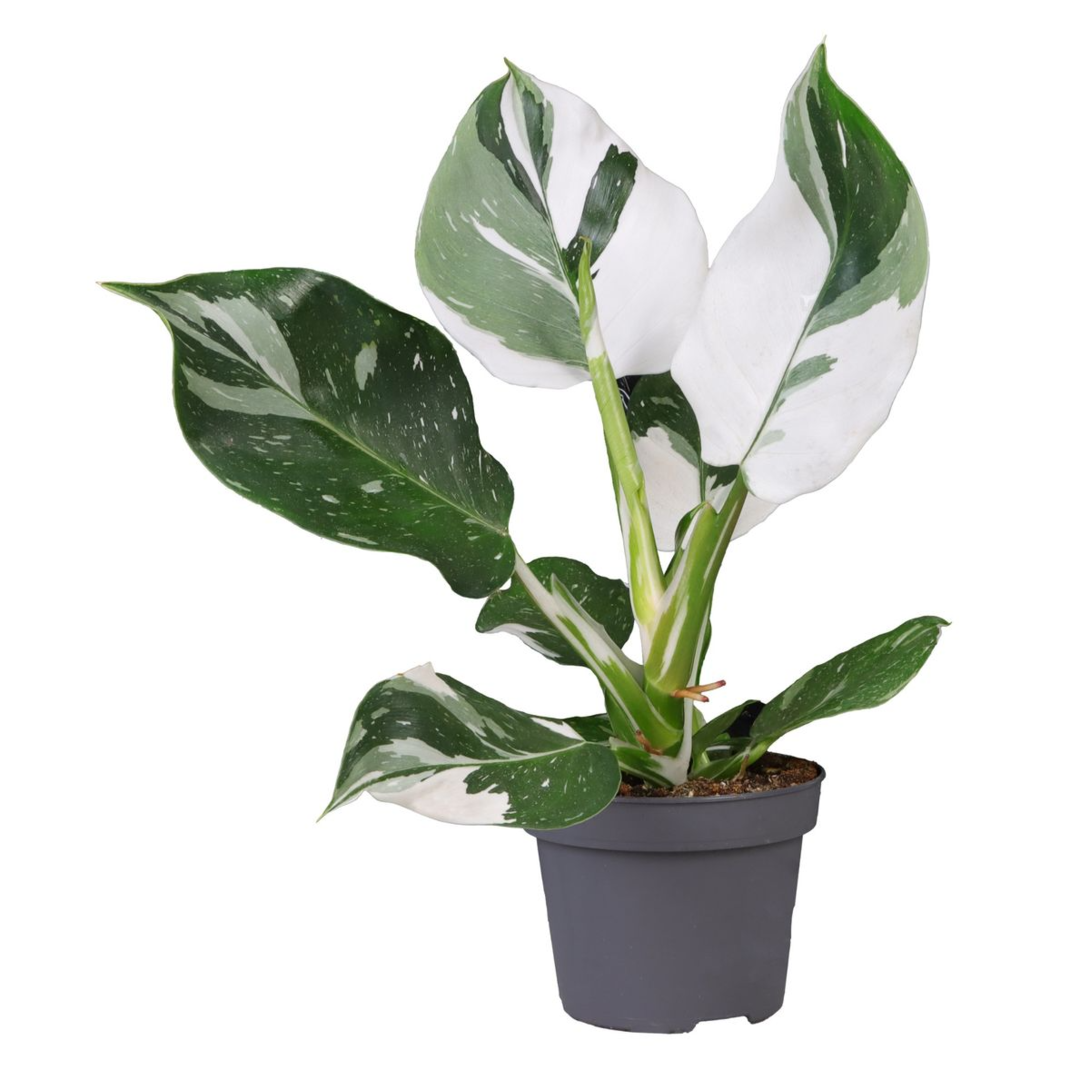 philodendron white wizard cuidados Philodendron 'White Wizard' Medium
