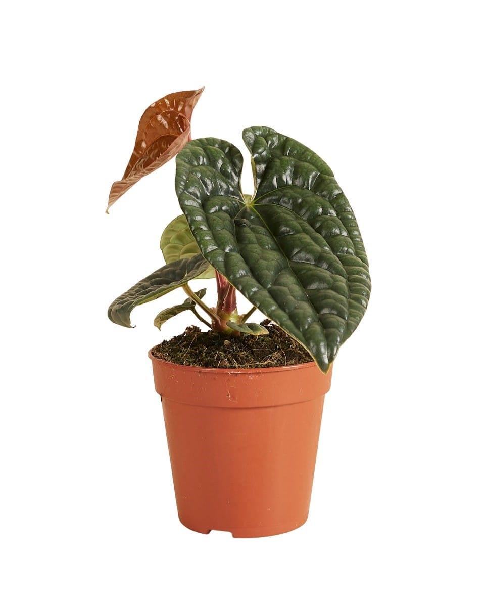 Side view of Anthurium luxurians medium in grow pot featuring lush mature leaves and a glossy new leaf just beginning to unfurl – ideal for warm European interiors