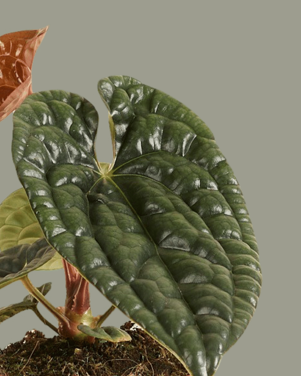 anthurium luxurians