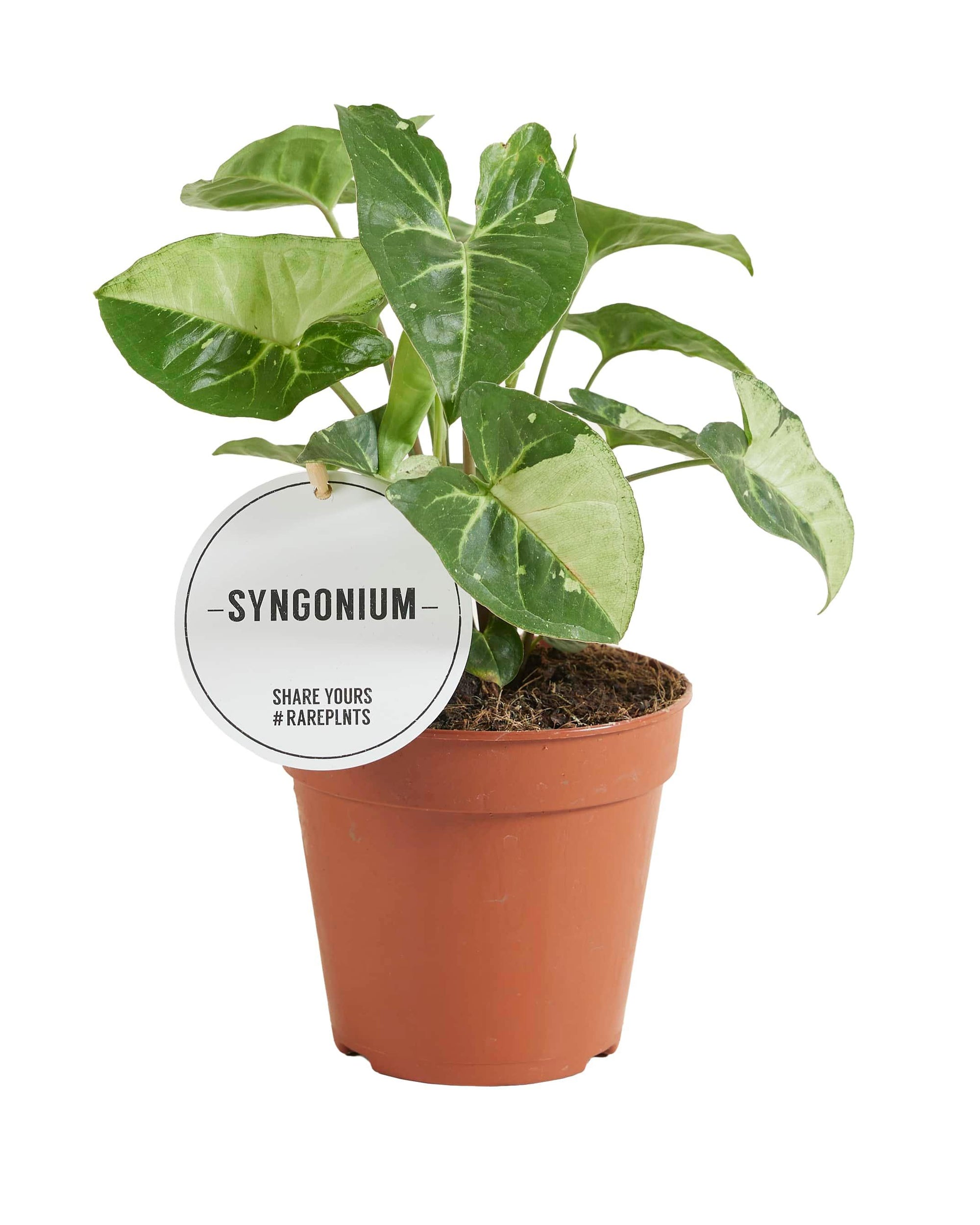 Syngonium Panda 2