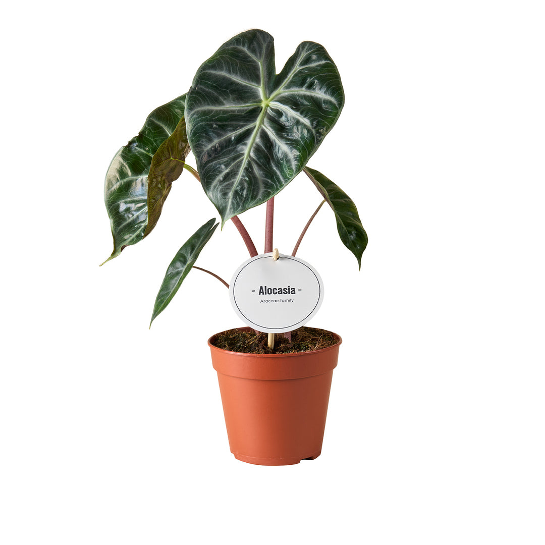 Healthy Alocasia	Pink Dragon M by Plant Circle. A perfect alocasia	pink dragon m by plant circle for your indoor houseplant collection.