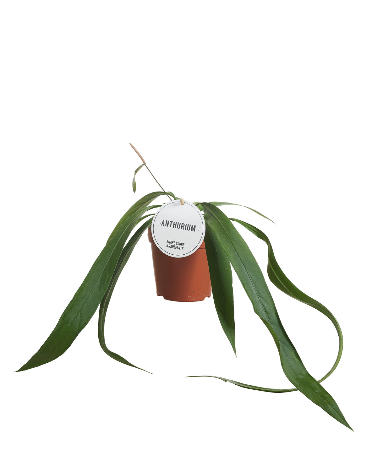 Anthurium Vittarifolium – Medium, Approx. 25.0cm height – 12.0cm Pot 2