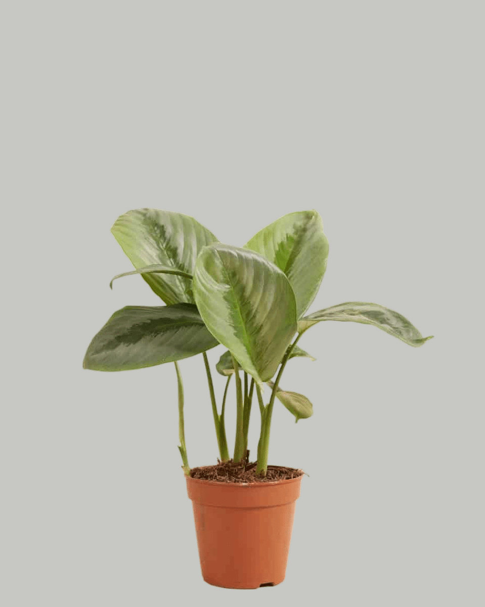 Schismatoglottis sp Borneo Silver 2